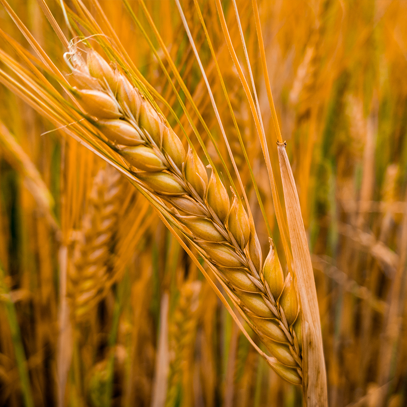Agriculture Insurance