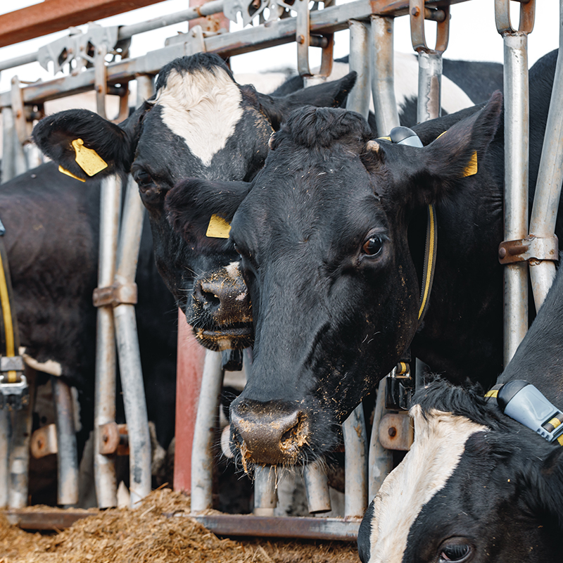 Agriculture Insurance